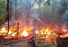 У Вінниці під час пожежі врятували 35 собак: одна тварина загинула