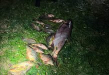 На Вінниччині спіймали порушника, який ловив рибу трьома сітками