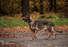 У Вінниці службові собаки вчилися шукати людей під техногенними завалами