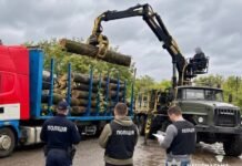 На Вінниччині працівників лісництва викрили на незаконному продажі деревини