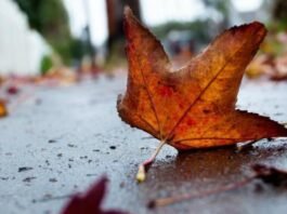 Погода у Вінниці 27 жовтня: дощ затримається майже на весь день