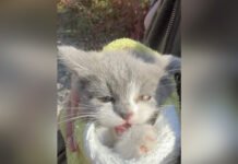 У Вінниці врятували кошеня, яке кілька днів просиділо на дереві