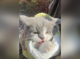 У Вінниці врятували кошеня, яке кілька днів просиділо на дереві